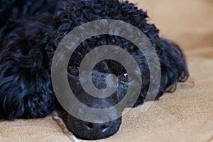 Toy poodle photo