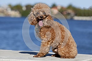 Toy Poodle