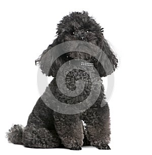 Toy poodle (4 years old)