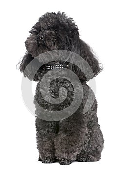 Toy poodle (4 yeras old)