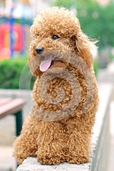 Toy Poodle