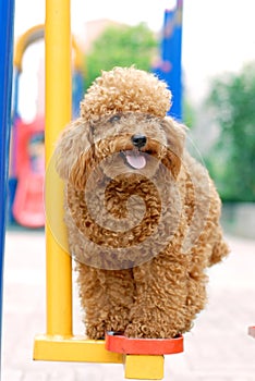 Toy Poodle