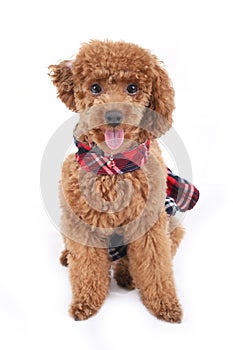 Toy poodle