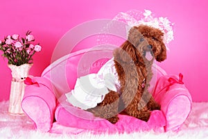 Toy poodle