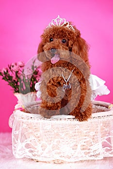 Toy poodle