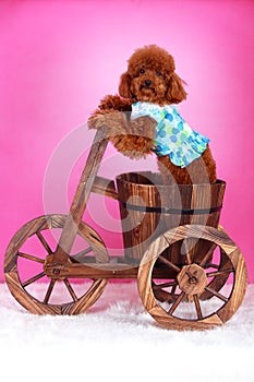 Toy poodle