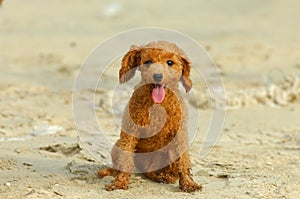 Toy poodle