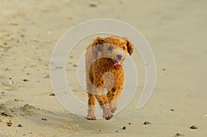 Toy poodle