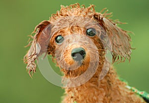Toy poodle