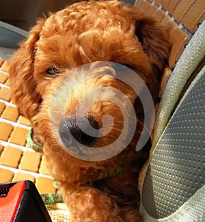 Toy poodle