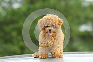 Toy poodle