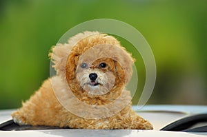 Toy poodle