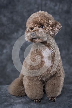 Toy poodle apricot portrait in studio with gray background.