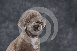 Toy poodle apricot portrait in studio with gray background.