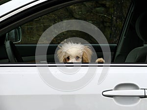 Toy Poodle Barely Peeks Out Driver Side Window