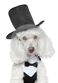 Toy Poodle in black waistcoat and hat photo