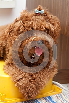 Toy Poodle with blue ribbon