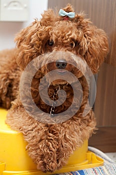 Toy Poodle with blue ribbon 2