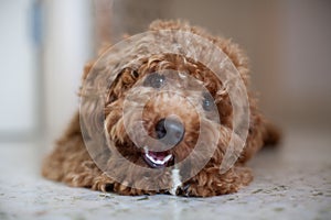 Toy Poodle and Bone photo