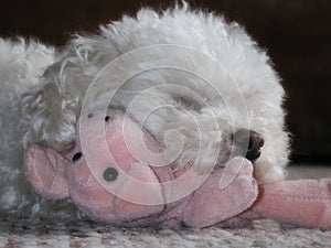 Toy poodle cuddling stuffed pig