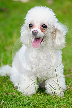 Toy poodle dog