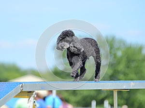 Toy Poodle at a Dog Agility Trial