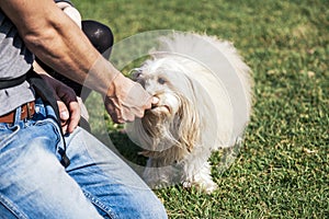 Toy Poodle Dog Getting Treat