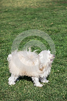 Toy Poodle Dog Portrait in the Park