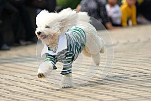 Toy poodle dog running