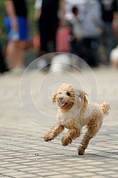 Toy poodle dog running