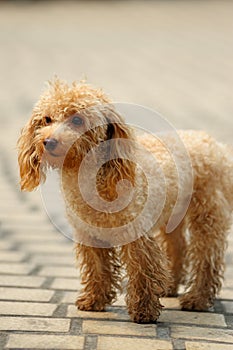 Toy poodle dog standing