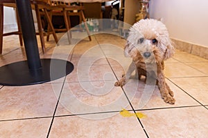 Toy poodle dog vomits yellow substance suspected to be bile photo