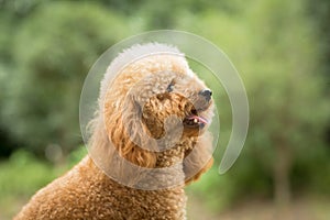 Toy Poodle On Grassy Field