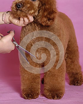 Toy Poodle grooming