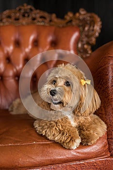 Toy poodle lying on brown sofa and look away