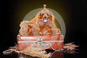 Toy poodle lying on suitcase
