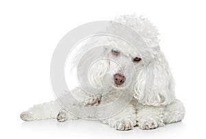 Toy poodle lying on white