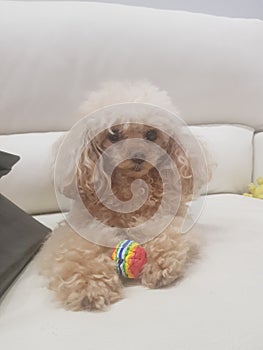 Toy poodle Peppy photo