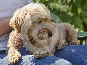 Toy poodle pet dog