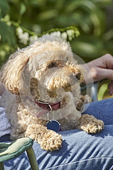 Toy poodle pet dog