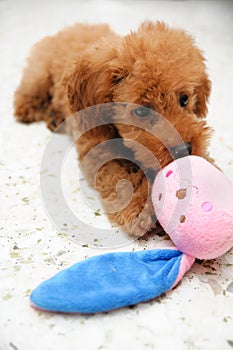 Toy Poodle at Play