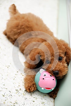 Toy Poodle at Play 2