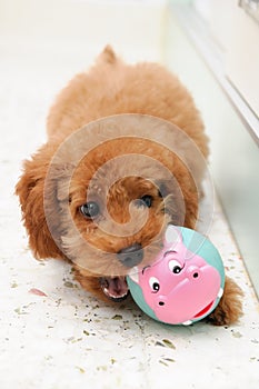 Toy Poodle at Play 2