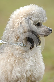 Toy poodle portrait