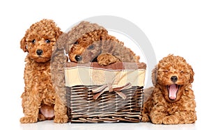 Toy poodle puppies