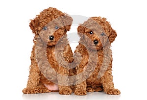 Toy Poodle puppies portrait