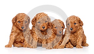 Toy poodle puppies on a white background