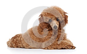 Toy poodle puppy