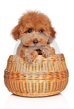 Toy Poodle puppy in basket on white background