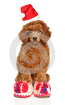 A toy poodle puppy dressed in Santa Claus slippers and hat